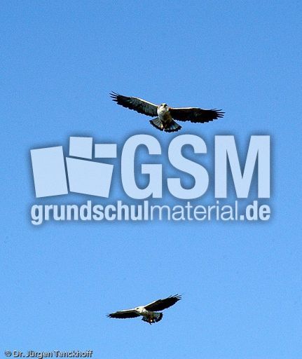 Rotrückenbussard (13 von 19).jpg